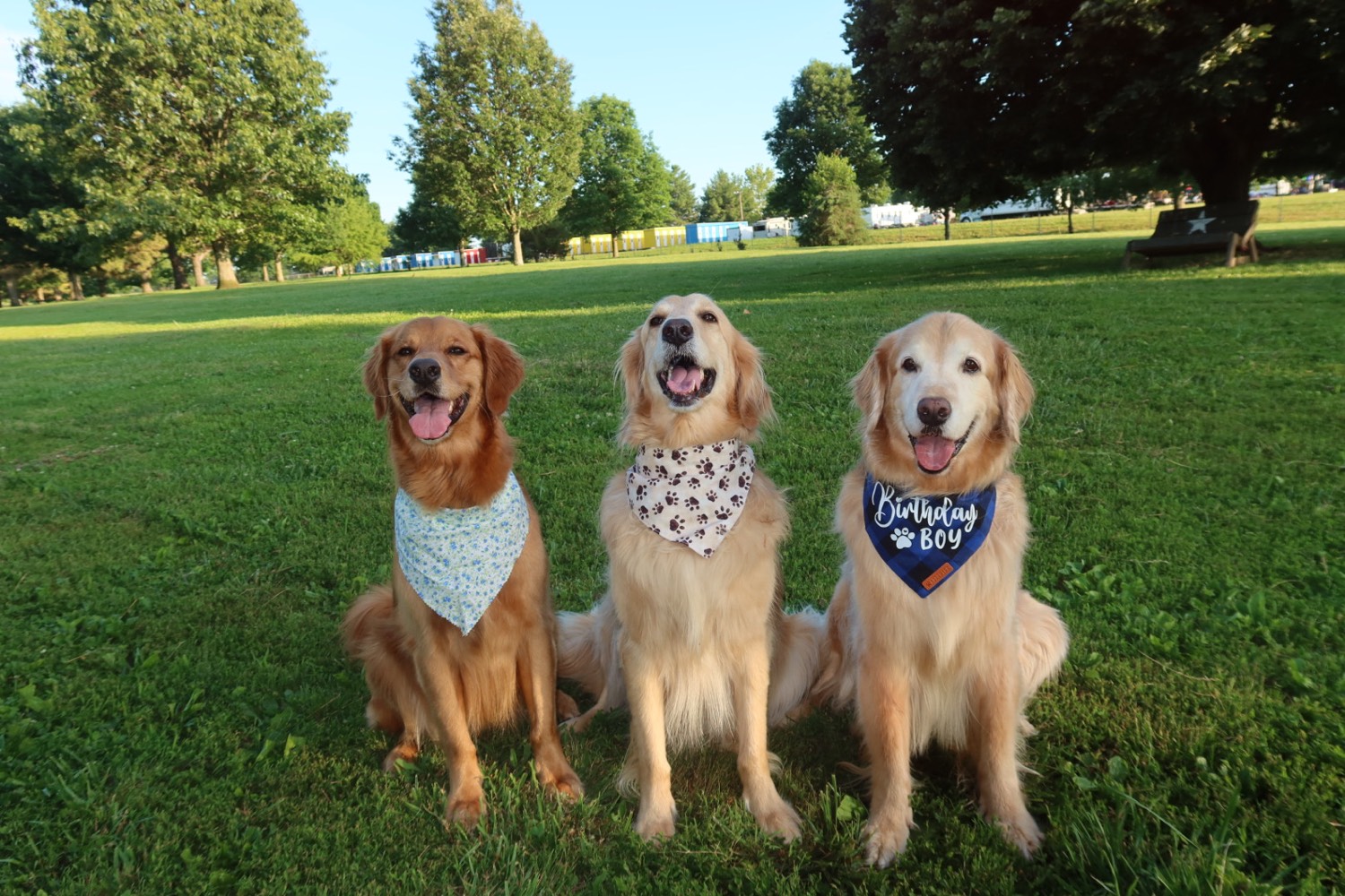 Winnie, Benji and Teddy, three golden retrievers