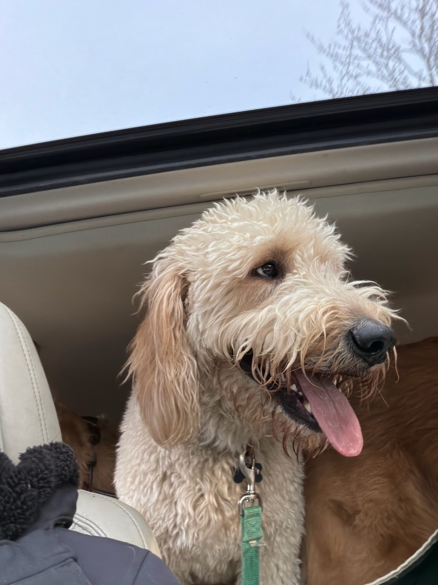 Tater the goldendoodle