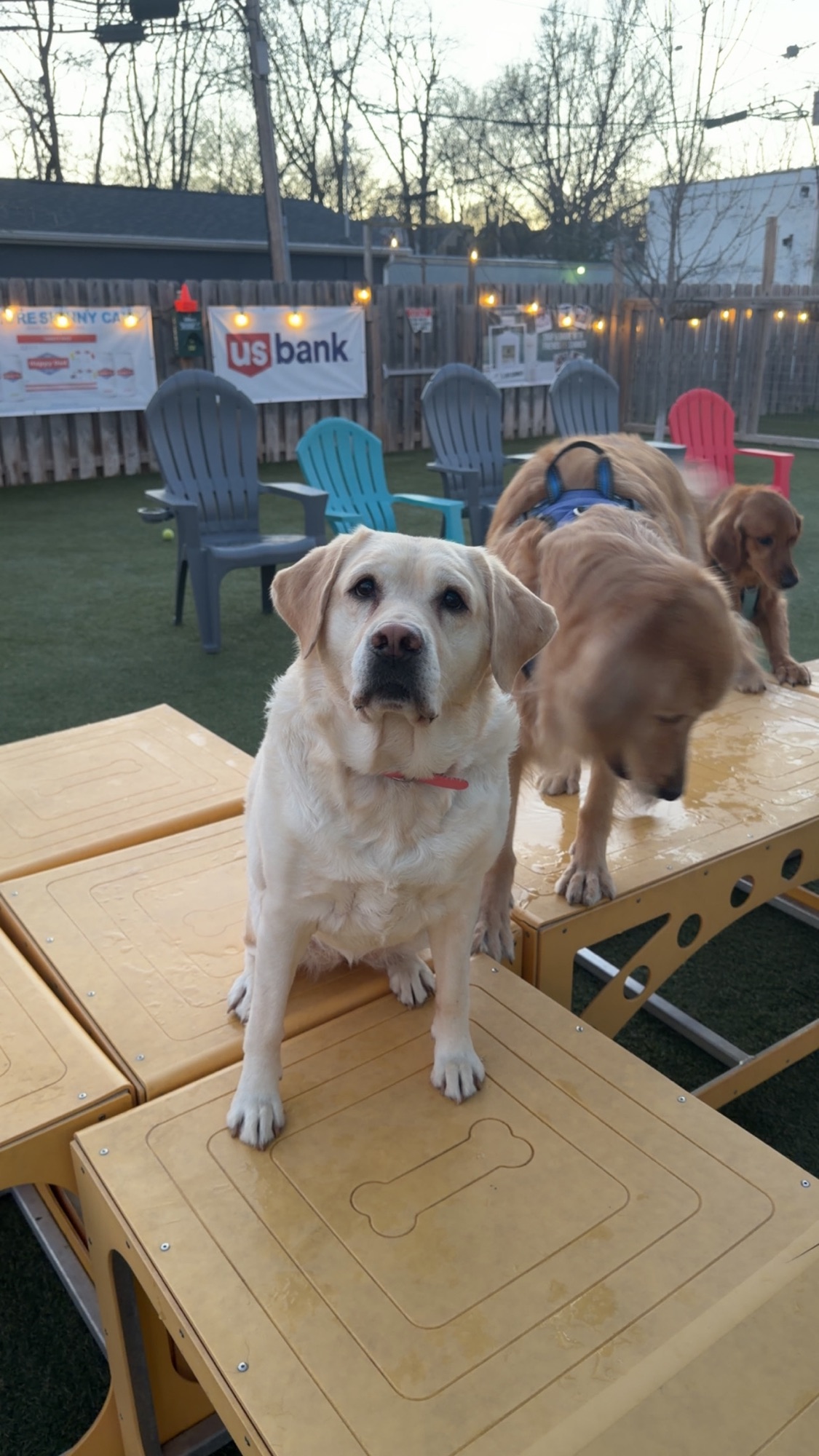 Tonka the yellow lab